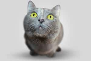 Names For Grey Cats - 111 Great Ideas