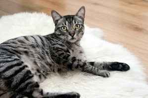 image of a silver Bengal kitty
