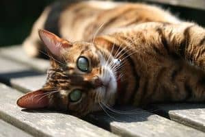 image of a Bengal feline outdoors