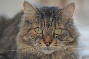 Tabby Cat in close-up