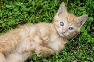 Tabby kitten lying on the grass