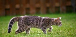 Tabby Cat walks on grass