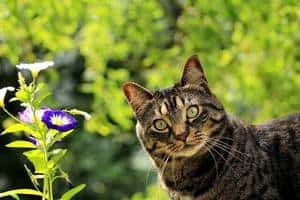 Tabby cat in front of the purple flower