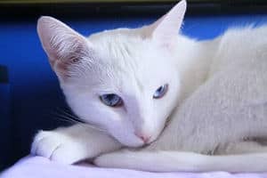 image of an albino kitty with blue eyes
