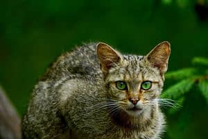 image of a feline with green eyes