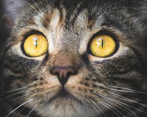 amber eyes cat