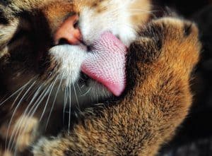 image of a feline licking her self clean