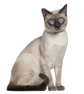 различия между сиамской и тайской кошкой