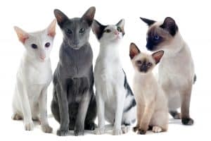 oriental and siamese cats