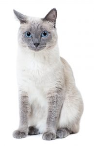 Blue-point colored thai cat