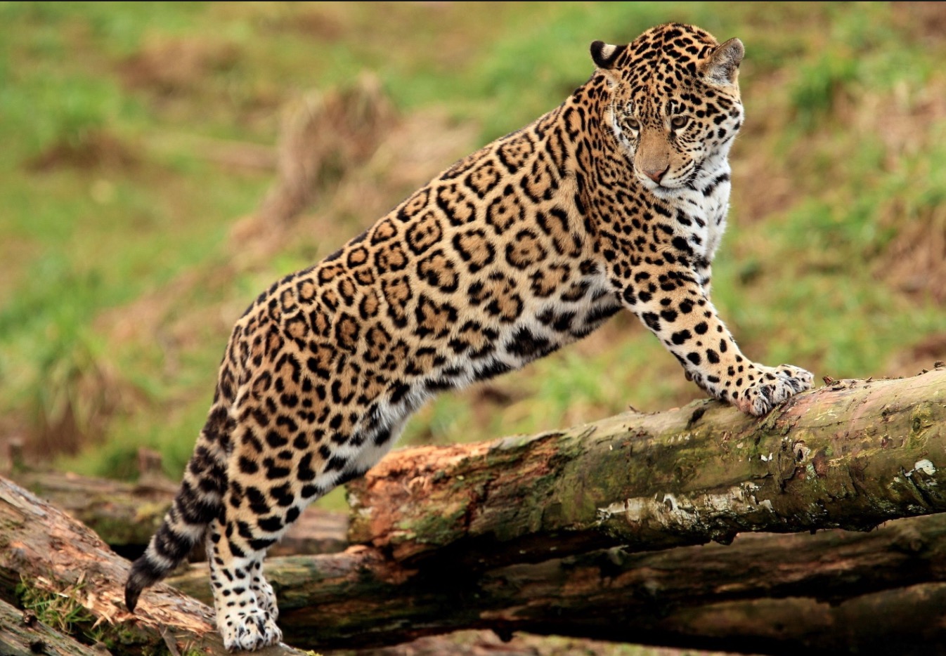 40-Panthera onca.JPEG