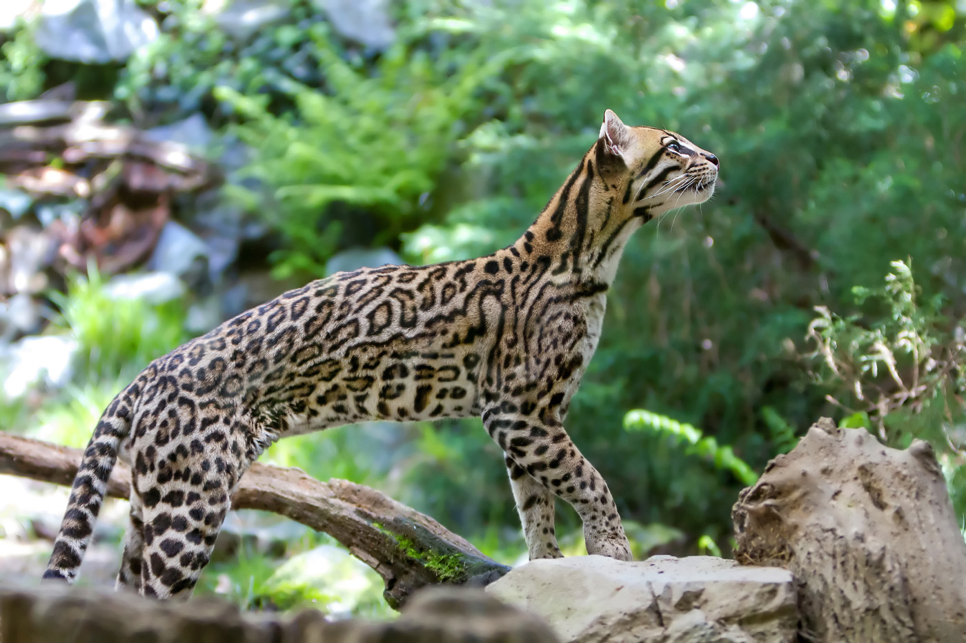 16-Leopardus jacobitus.JPEG