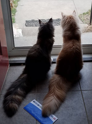 EuroCoons Maine Coon cats waiting at the door