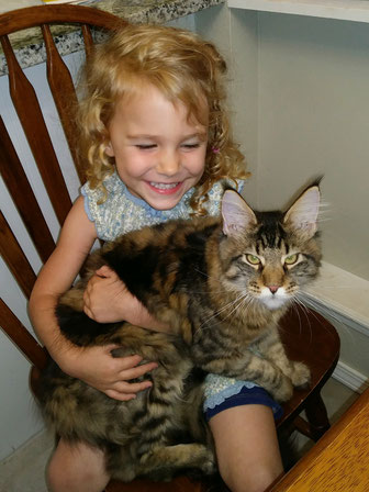 EuroCoons Maine Coon lap cats