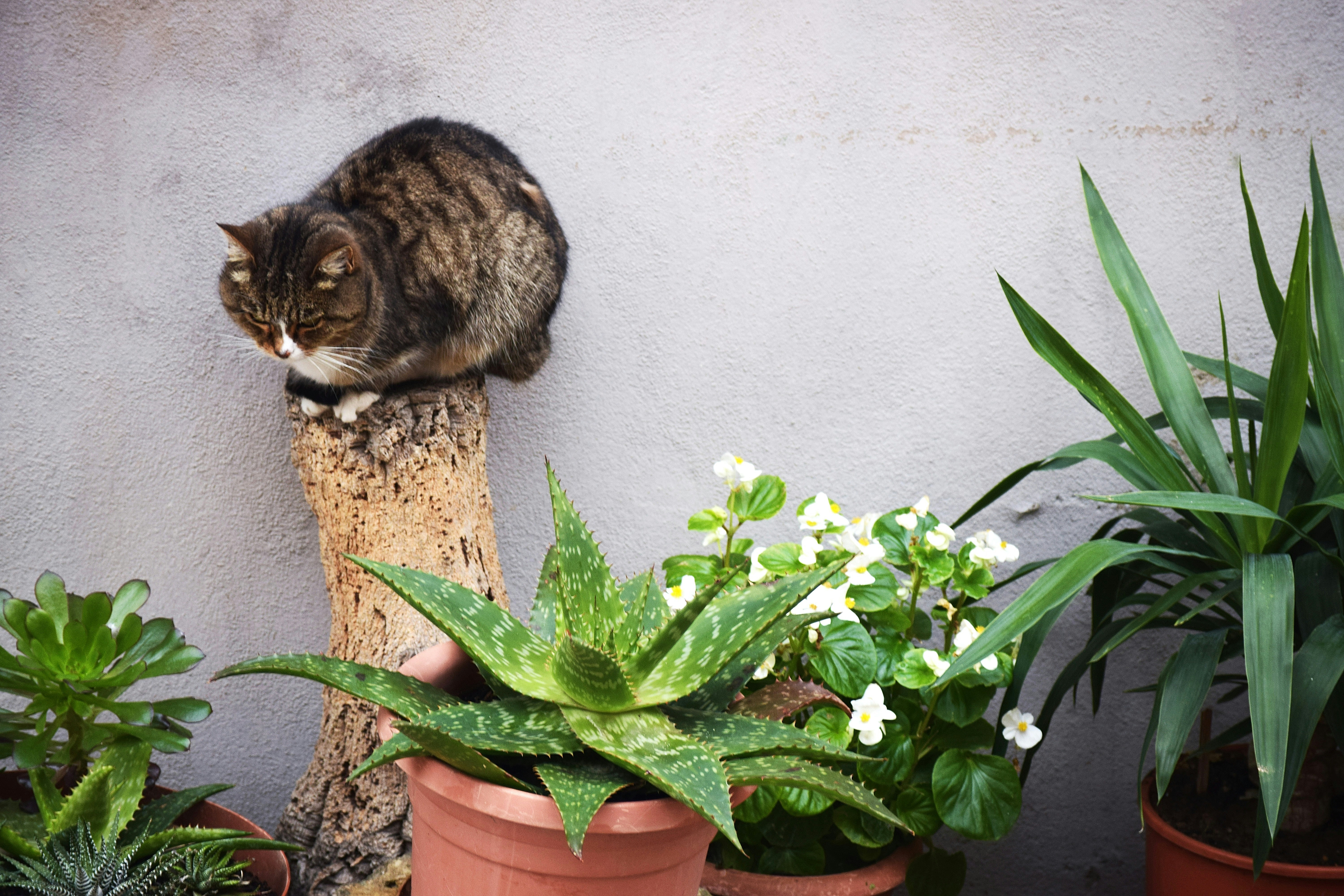 Кошки и комнатные растения. Кошачий цветок комнатный. Ядовитые комнатные растения для кошек. Кошка и домашнее растение. Тюльпаны для кошек ядовиты или нет