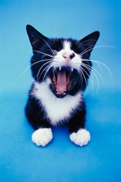 Laryngitis in cats is sometimes caused by allergies, hair balls or tonsillitis.