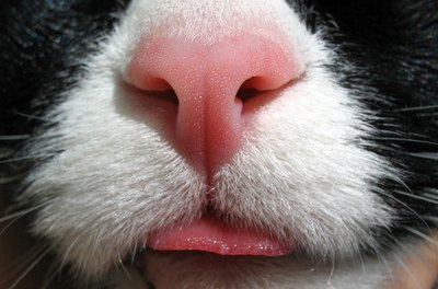 A cool, wet nose can denote overall good health in cats, but it