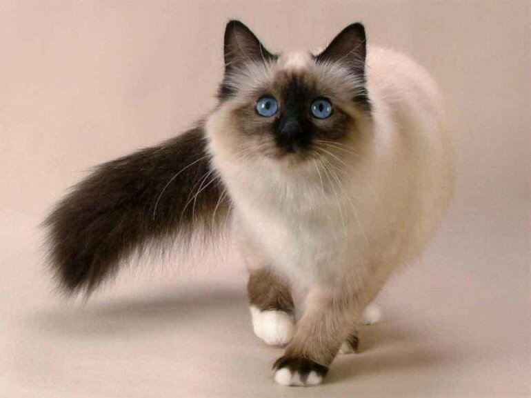 Самые красивые в мире кошки
