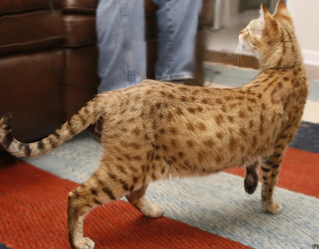 Самая большая домашняя кошка порода. Мейн кун Ашера. Ашера (кошка). Саванна Ашера. Порода кошек Ашера.