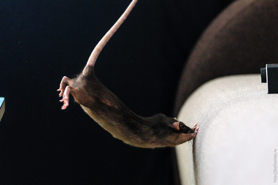 Забеги мышей. Крыса прыгает. Крысиные движения. Крыса вид сверху. Мышь в прыжке.