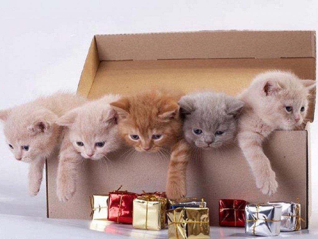 Включи много котика. Коробка с котятами. Кот с подарком. Котенок в коробочке. Подарок для кошки.