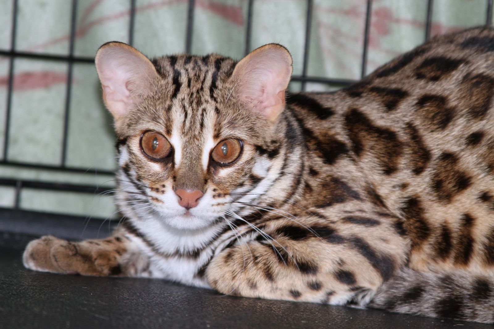 бенгальская леопардовая кошка