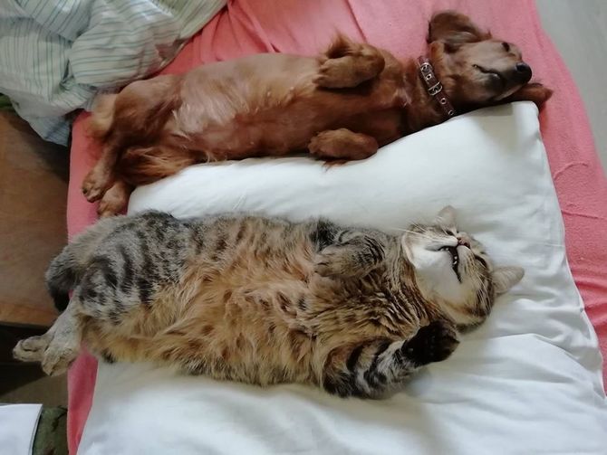 кот и такса лежат