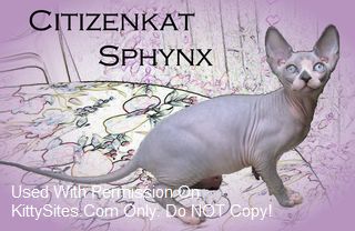Citizenkat Sphynx