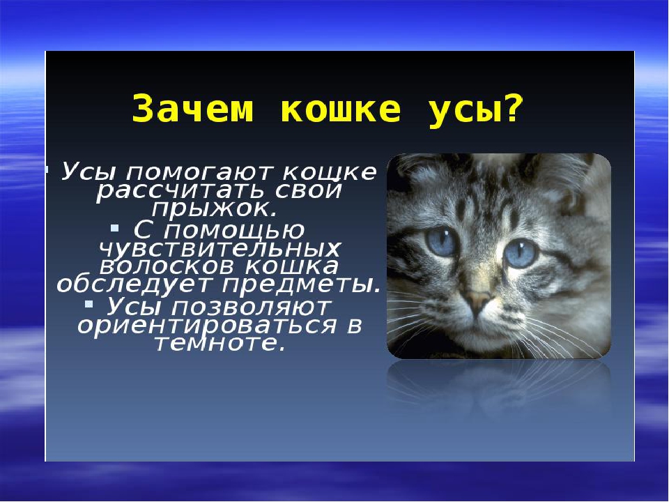 Зачем человеку кот. Сообщение о кошке. Презентация на тему кошки. Проект на тему кошки. Доклад про кошек.