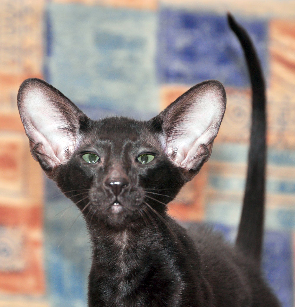 Ориентальная кошка породы кошек характер. Ориентальный кот. Восточная Ориентальная кошка. Ушастый кот порода Ориентал. Ориентал черный котенок.