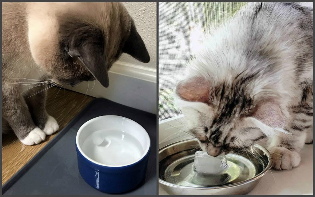 Кошка плохо пьет. Миска для кота. Котик с миской. Кошка пьет. Вода в миске для кота.