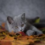 британский котенок голубого цвета