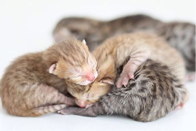 Новорожденные шотландские котята