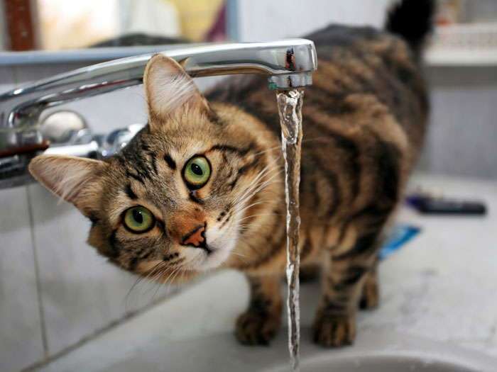 Кошка не пьет воду, что делать