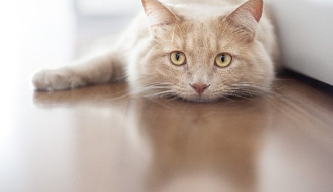 Как узнать, что кошка здорова: 6 признаков здоровой кошки
