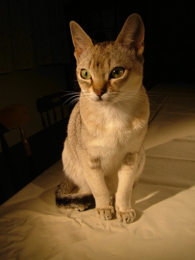 Сингапура - самая маленькая порода среди кошек