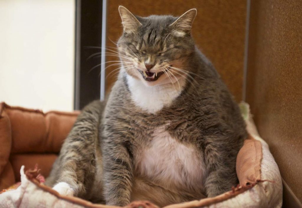 Определенного критерия для определения идеального веса кошек всех пород не существует.