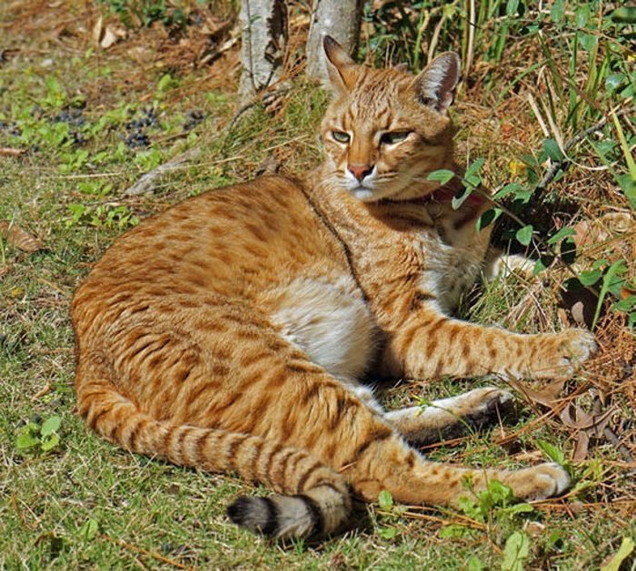 Кошка породы сафари может быть очень крупной.