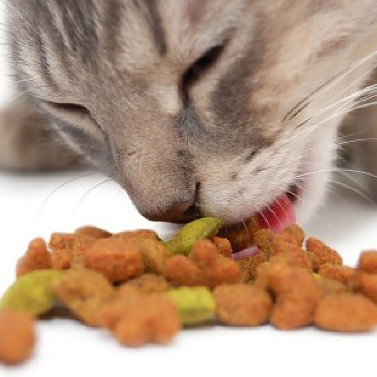 Что такое холистик корма для кошек