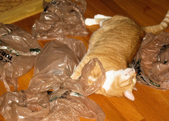 Кот и пакеты