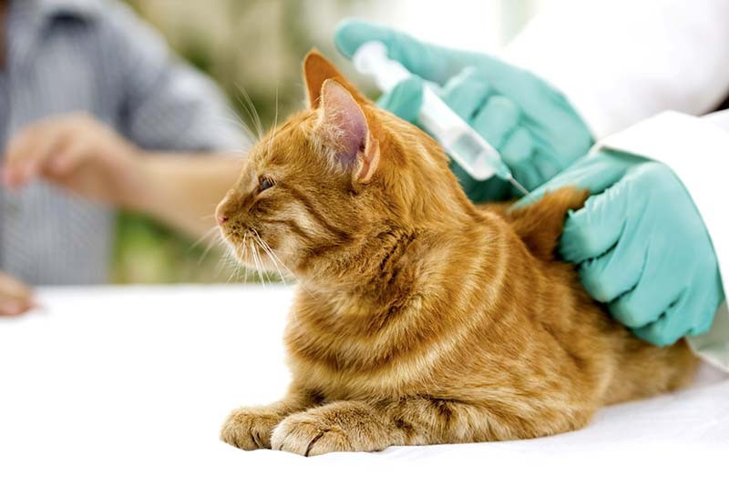 прививка от бешенства для кошки