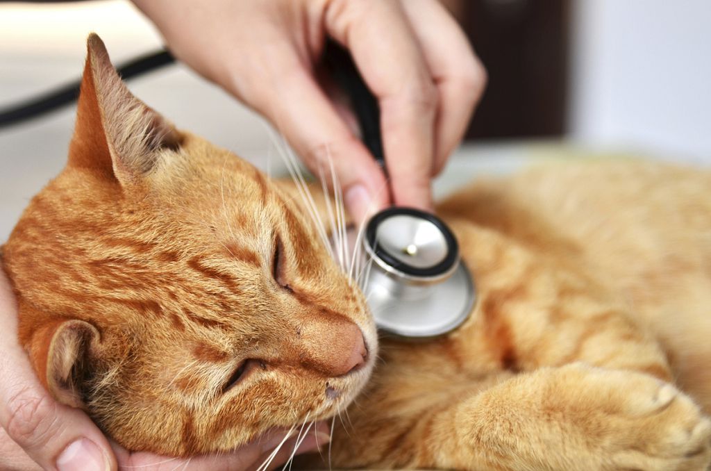 кальцевирусная инфекция у кошек симптомы