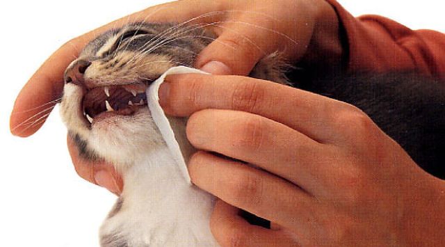 Чистка зубов коту