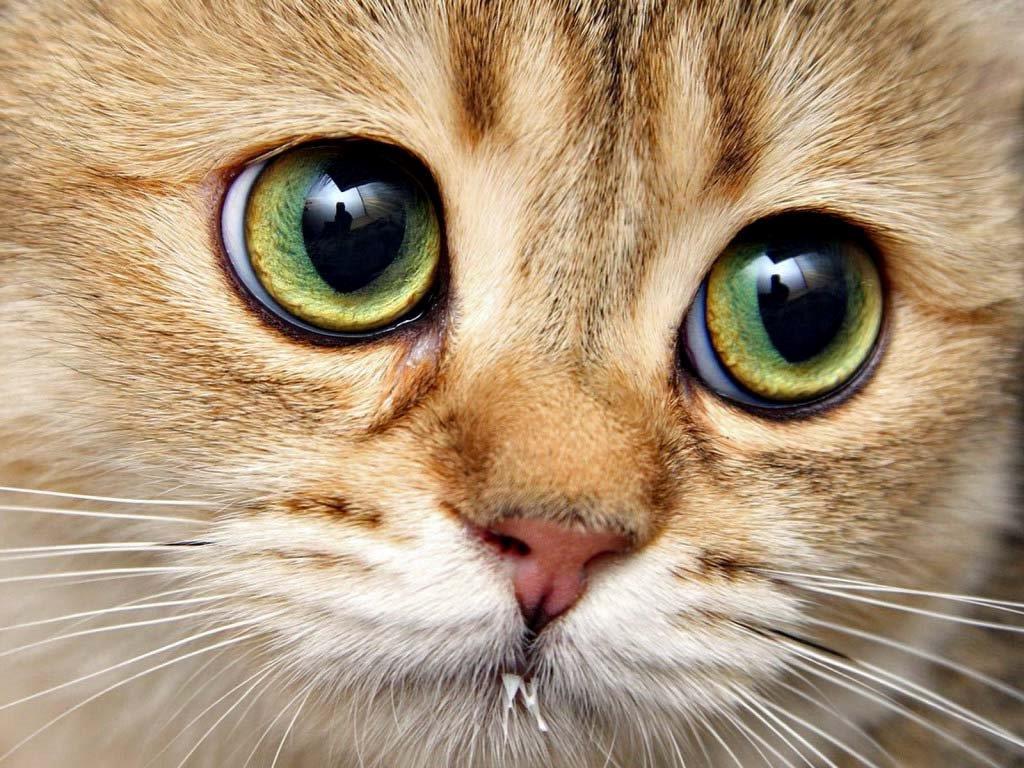 лечение красных глаз у кошек