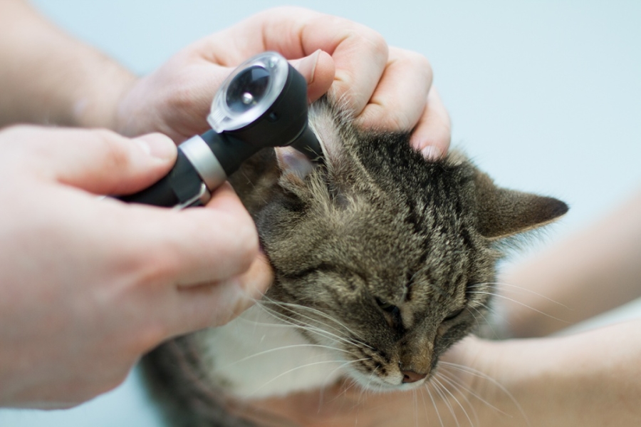 Диагностика ушных клещей у кошек