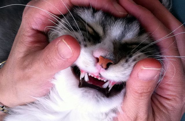 Зубы взрослого кота