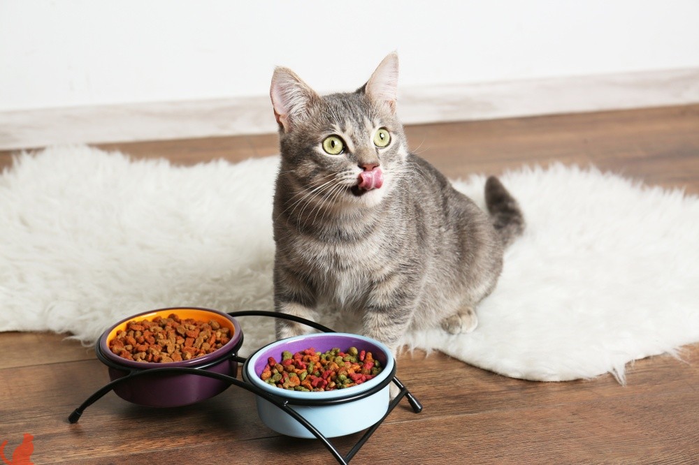 Правила выбора диетического корма для кошки