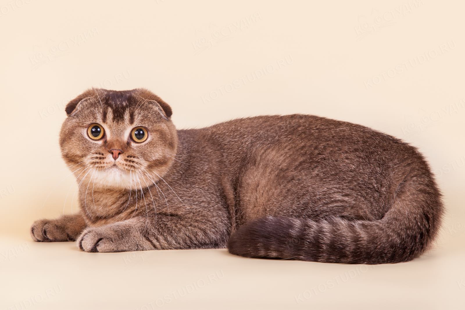Фото вислоухого кота: Шотландская вислоухая кошка (описание, 30 фото)