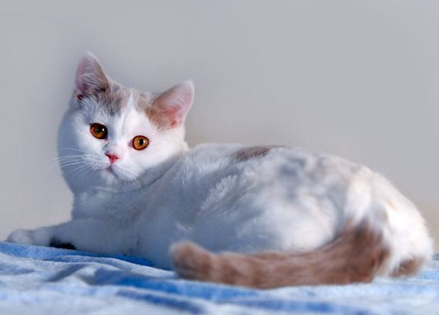 Британский кот лиловый арлекин