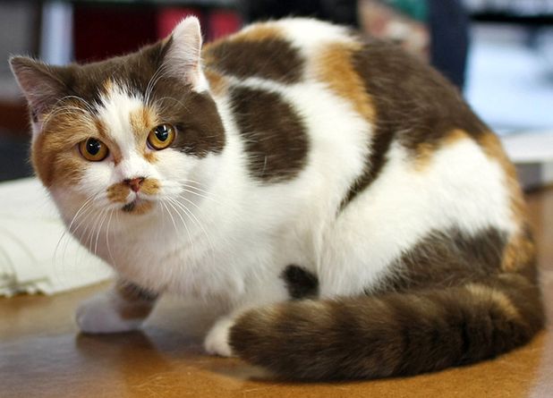 На картинке британский кот шоколадно-красный биколор